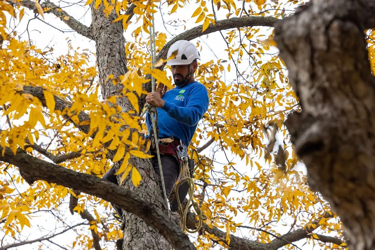 Skilled Tree Pruning crew working in Salisbury Mills